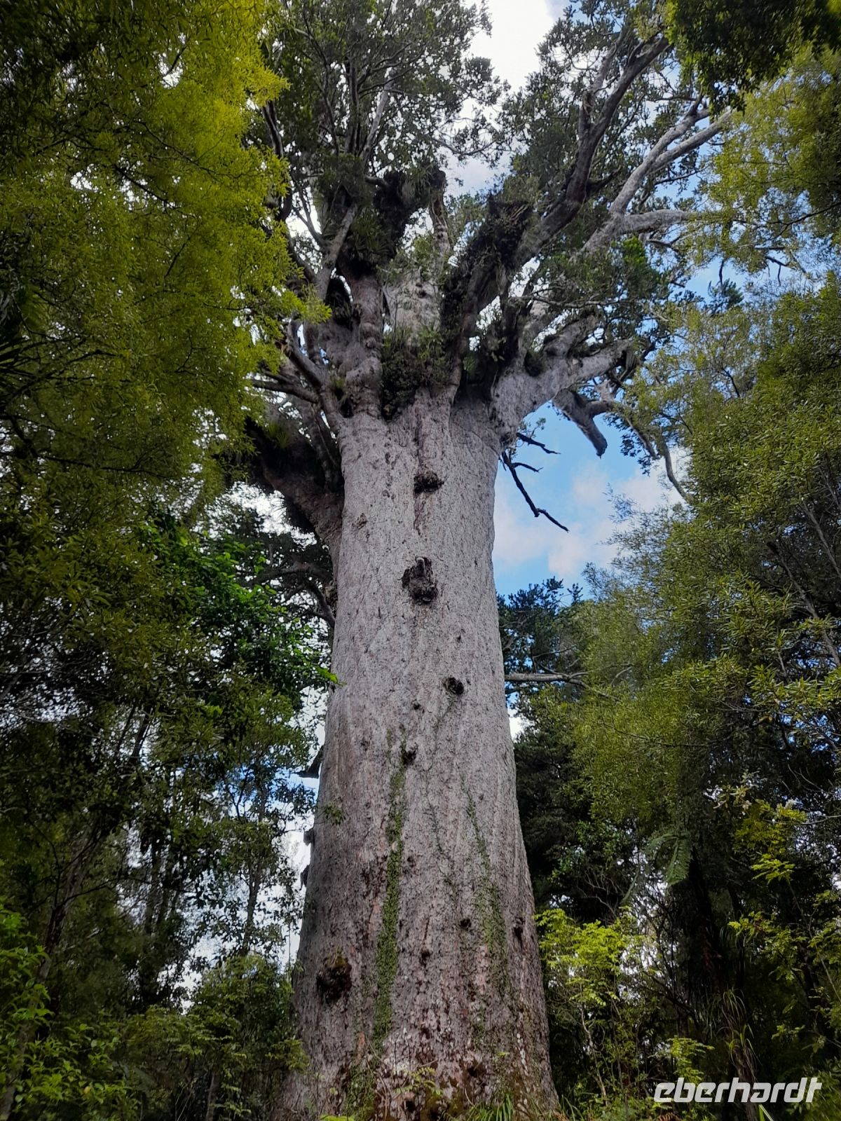 Tane Mahuta Kauri