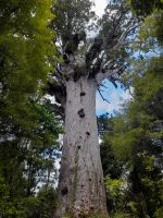 Tane Mahuta Kauri