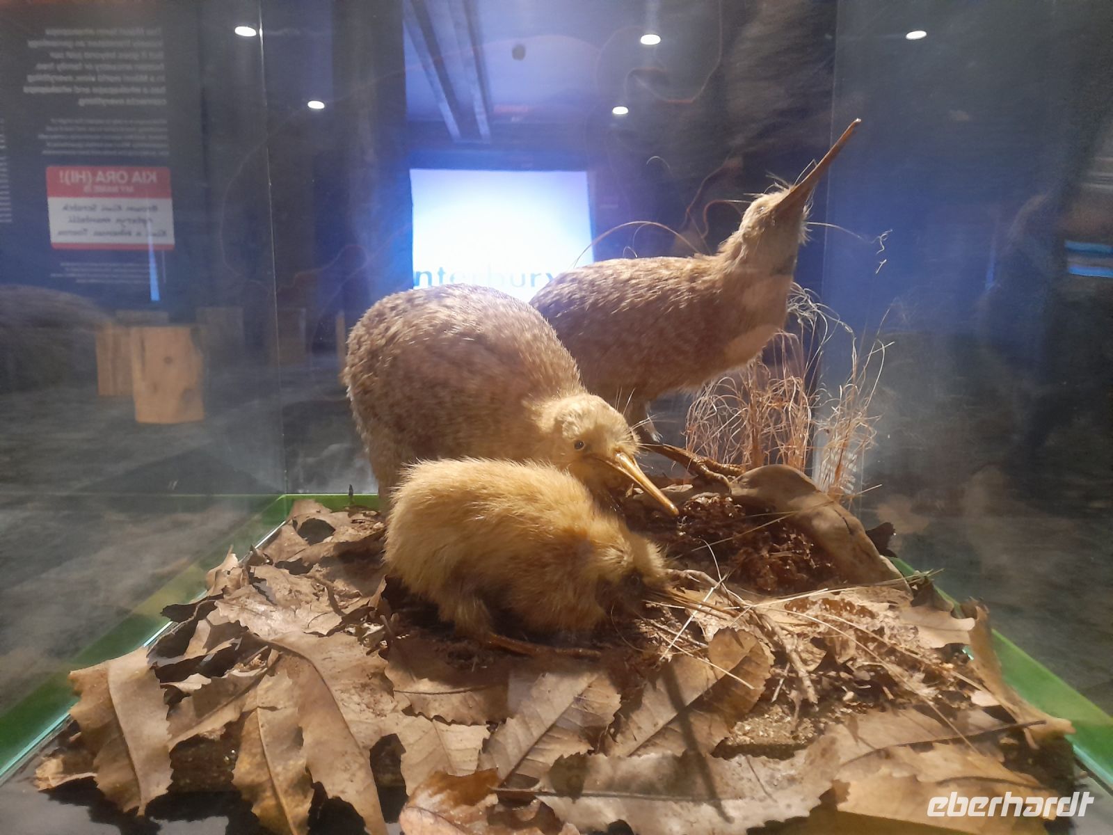 National Kiwi Hatchery