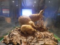 National Kiwi Hatchery