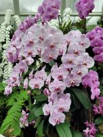 02-010 Singapore bam Tag