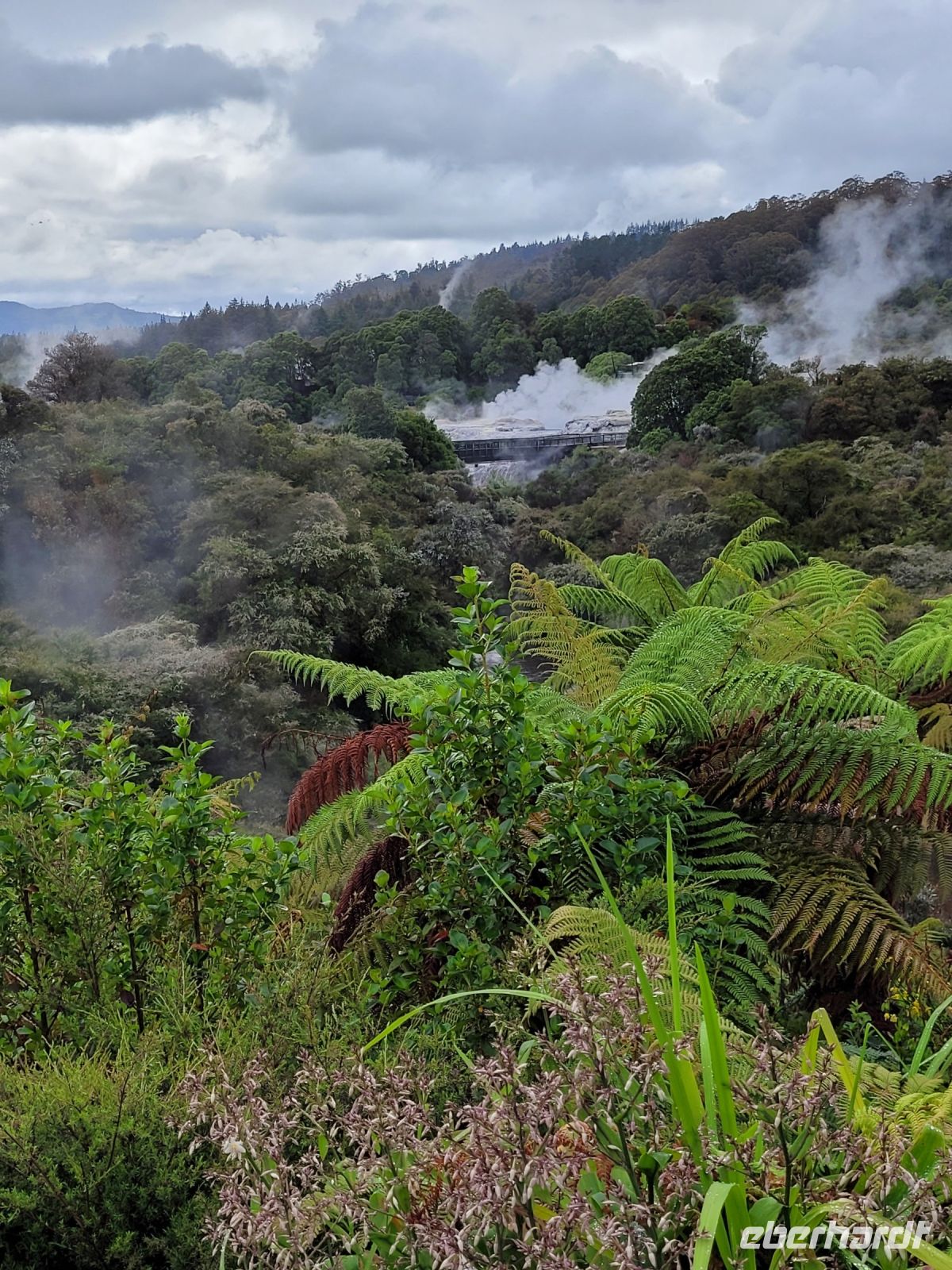 8-004 Bei den Maoris - Geysir von Whakarewarewa