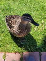 10-004 Neugierig auf mein Mittag