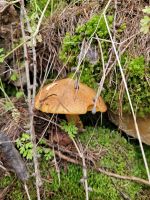 11-005 Wanderung am Lake Tekapo
