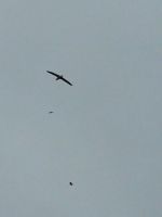 12-013a Otega Halbinsel - bei den Albatrossen