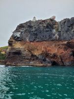 12-015 Otega Halbinsel - bei den Albatrossen