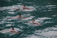 14-002 Milford Sound - Delphine begleiten unser Boot