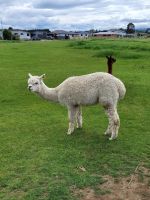 14-007 Unterwegs nach Queenstown