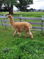 14-008  Unterwegs nach Queenstown