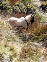 15-001d Queenstown - auf dem Weg zum Ben Lomond Saddle