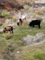 15-004 Queenstown - auf dem Weg zum Ben Lomond Saddle