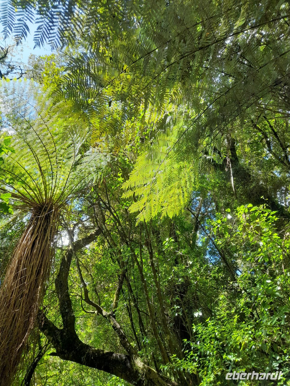 Spaziergang im Tongariro Nationalpark