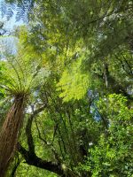 Spaziergang im Tongariro Nationalpark