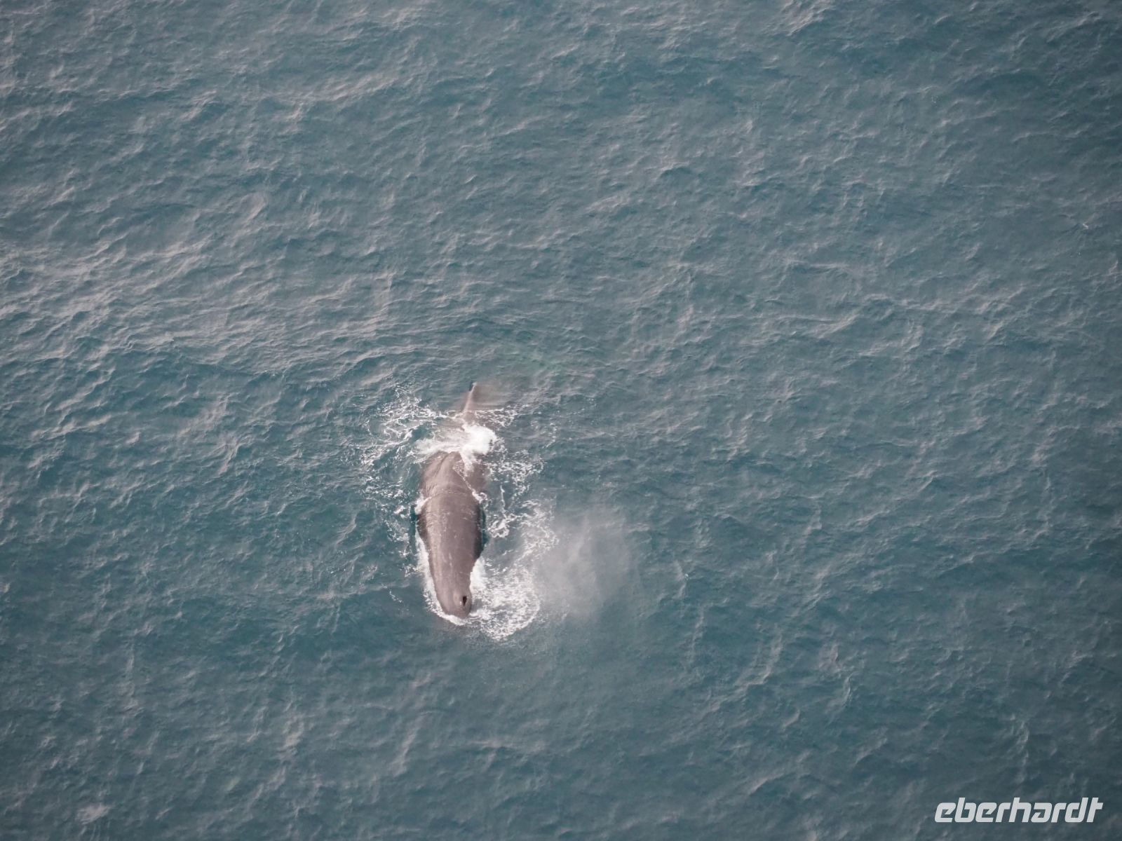 Walbeobachtung mit dem Flugzeug