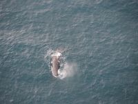 Walbeobachtung mit dem Flugzeug