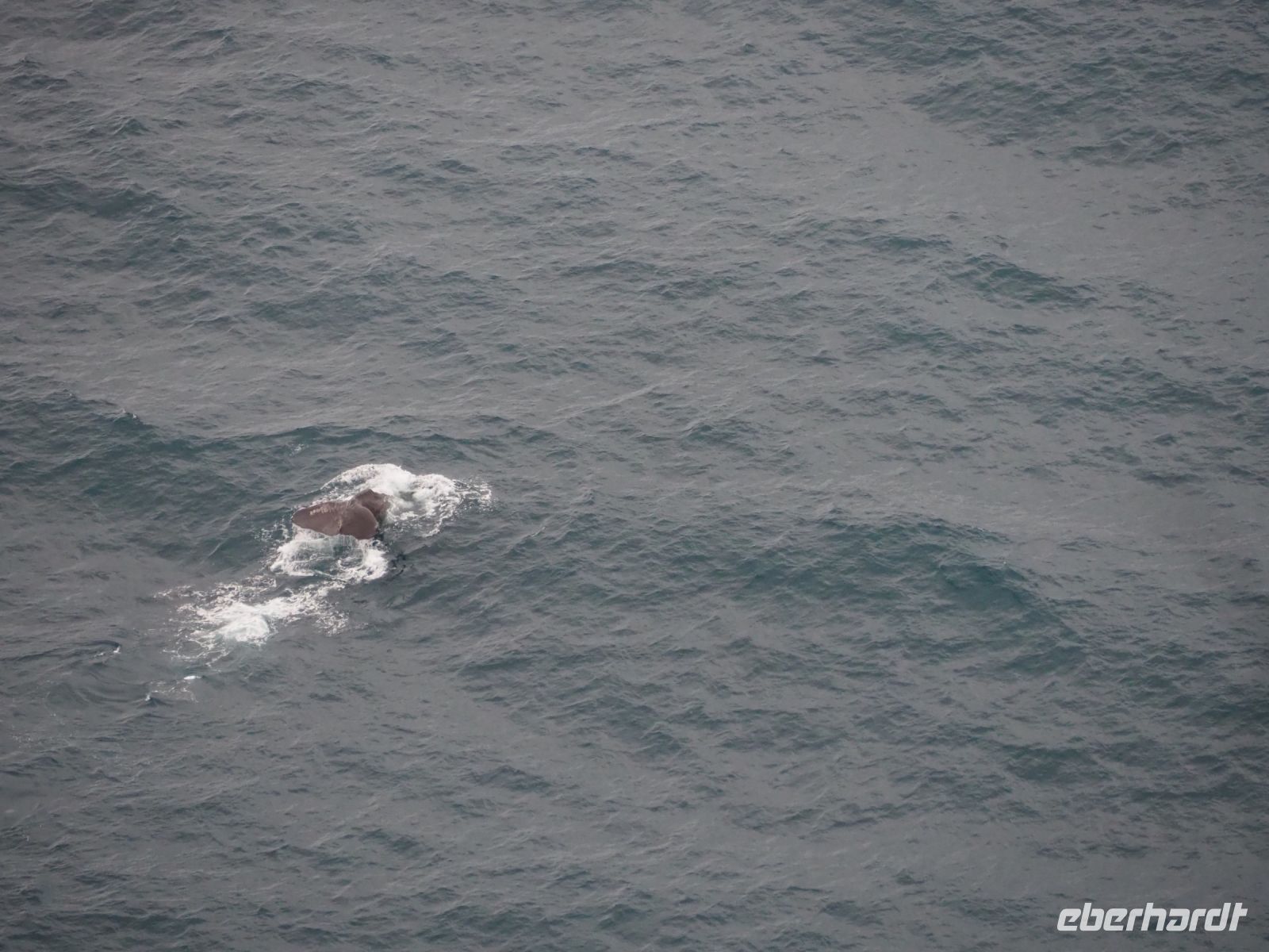Walbeobachtung mit dem Flugzeug