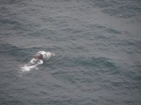 Walbeobachtung mit dem Flugzeug