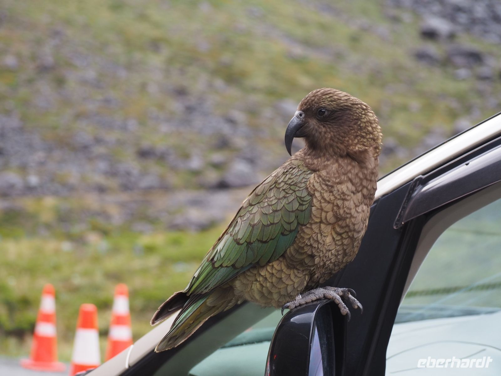 Kea