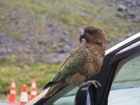 Kea