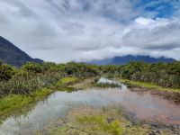 Haast Swampland