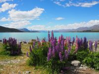 Lake Tekapo
