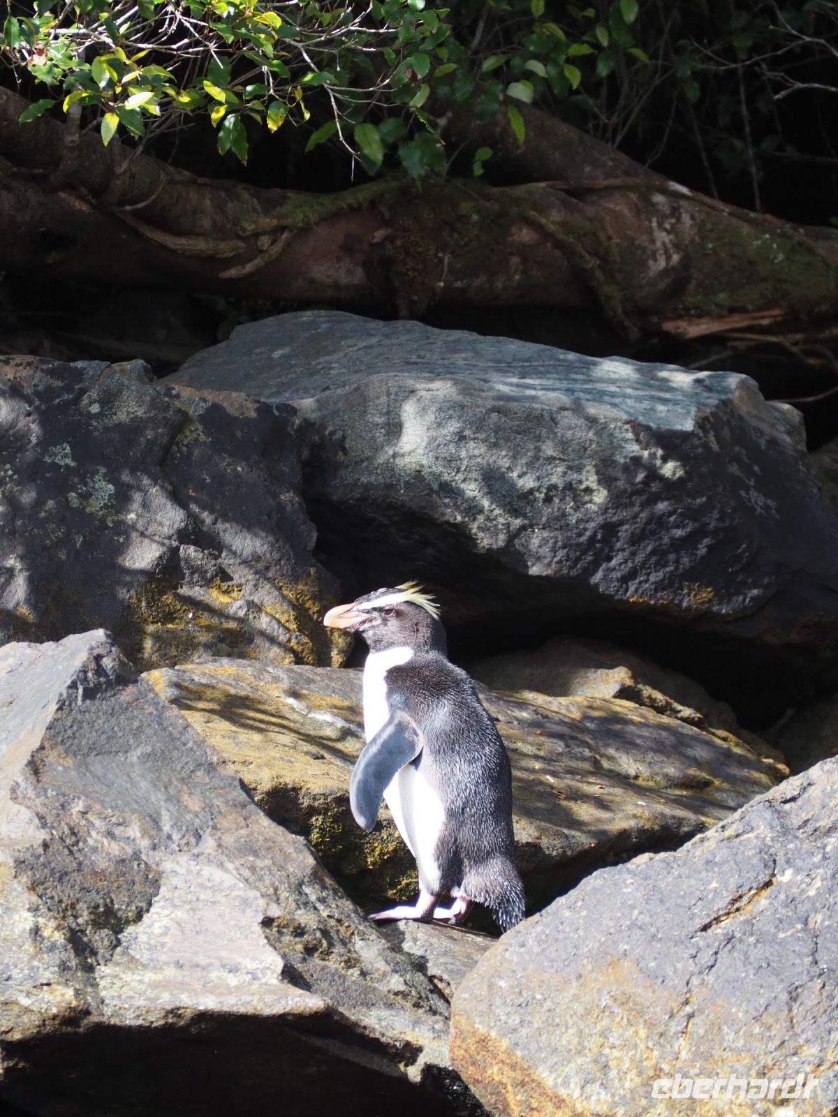Fiordland Pinguin