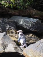 Fiordland Pinguin
