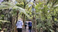 Rundreise Neuseeland - Besuch im Kauriwald