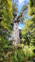 Rundreise Neuseeland - Tane Mahuta im Kauriwald