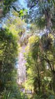 Rundreise Neuseeland - Tane Mahuta im Kauriwald