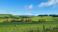 Rundreise Neuseeland - Blick zum Mount Ruapehu und Schafe - typisch Neuseeland