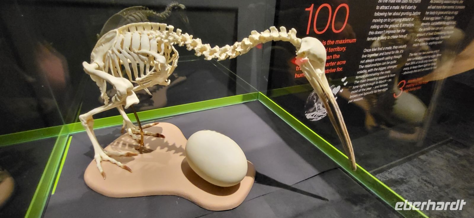 108 Kiwi Aufzuchtstation