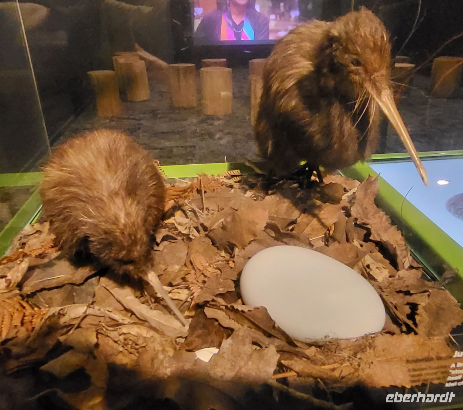 109 Kiwi Aufzuchtstation