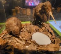 109 Kiwi Aufzuchtstation