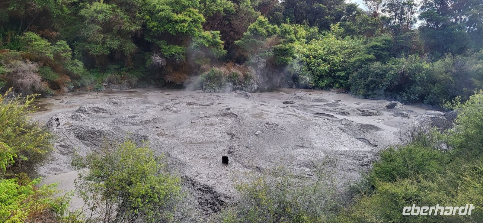 130 Gysiere in Te Puia