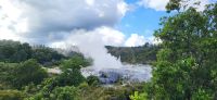 131 Gysiere in Te Puia