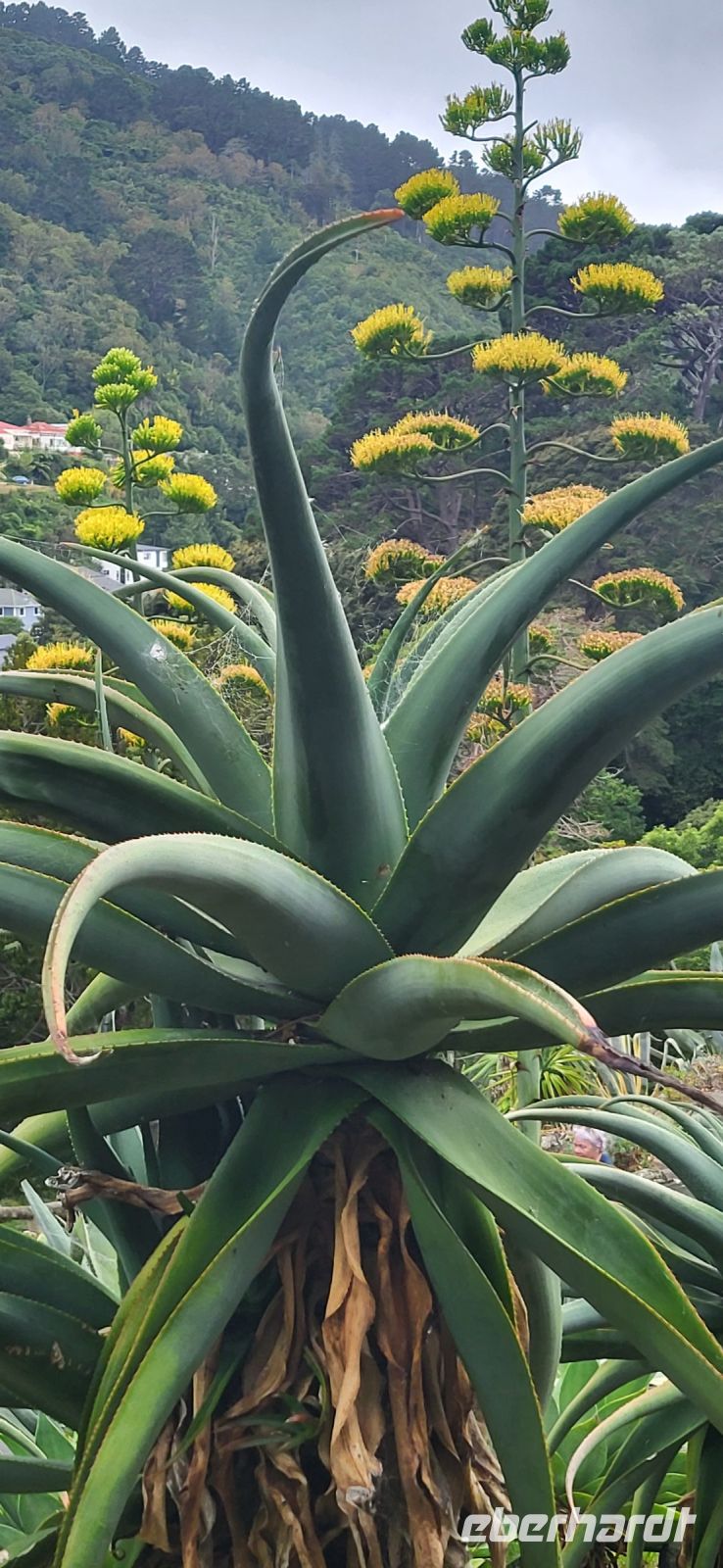 169 Botanischer Garten Wellington