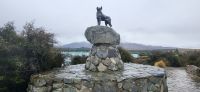 196 Hirtenhund am Lake Tekapo