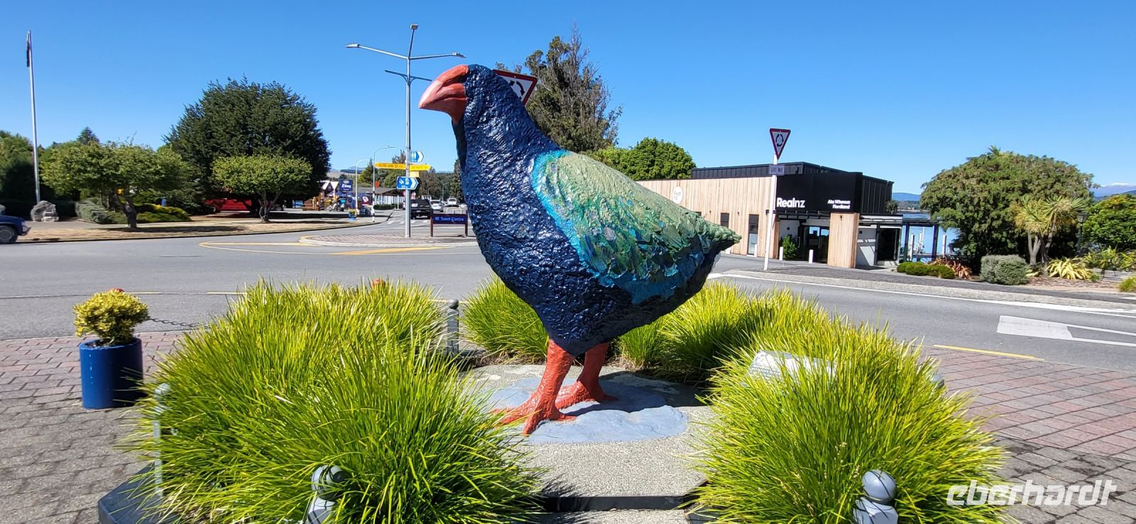238 Takahe in Te Anau