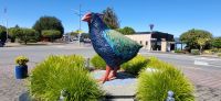 238 Takahe in Te Anau
