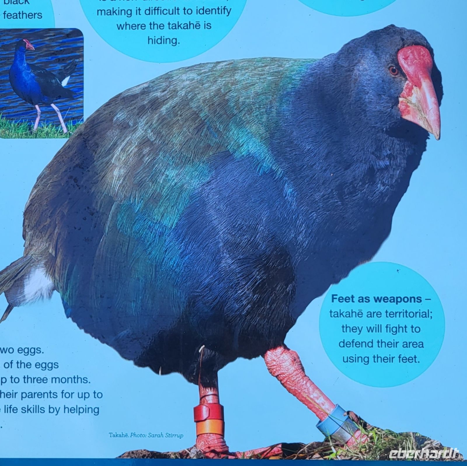 278 Takahe