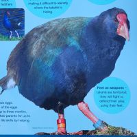 278 Takahe