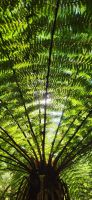 320 Baumfarn