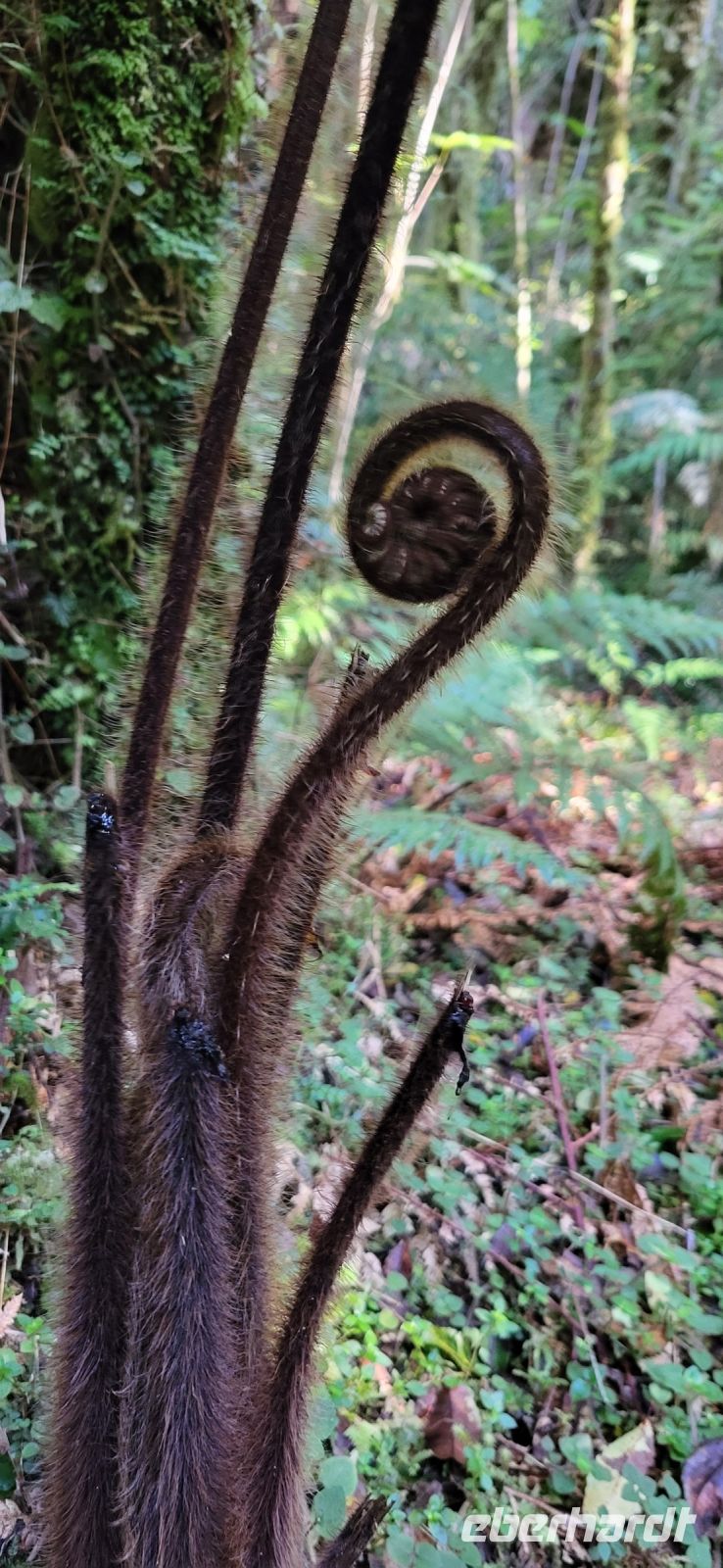 333 Baumfarn entsteht