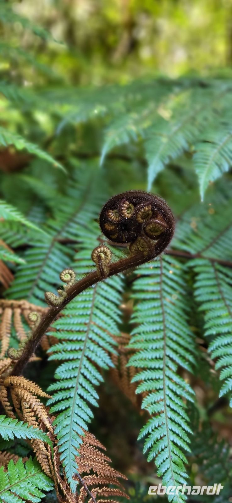 343 Baumfarn