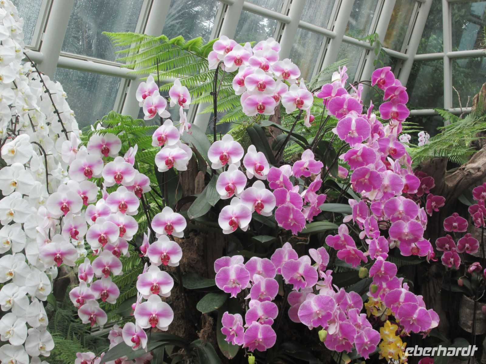 ein zauberhaftes Blütenmeer