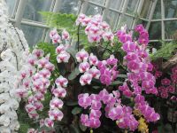 ein zauberhaftes Blütenmeer