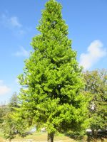 ein junger Kauri in Puhoi