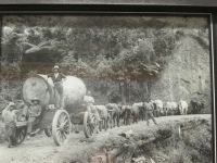 Museumsfoto: Transport eines Kauri-Stückes, gezogen von 16 Ochsen