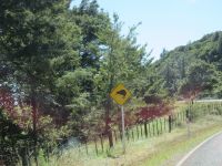 ...vielleicht sehen wir auch einen echten Kiwi